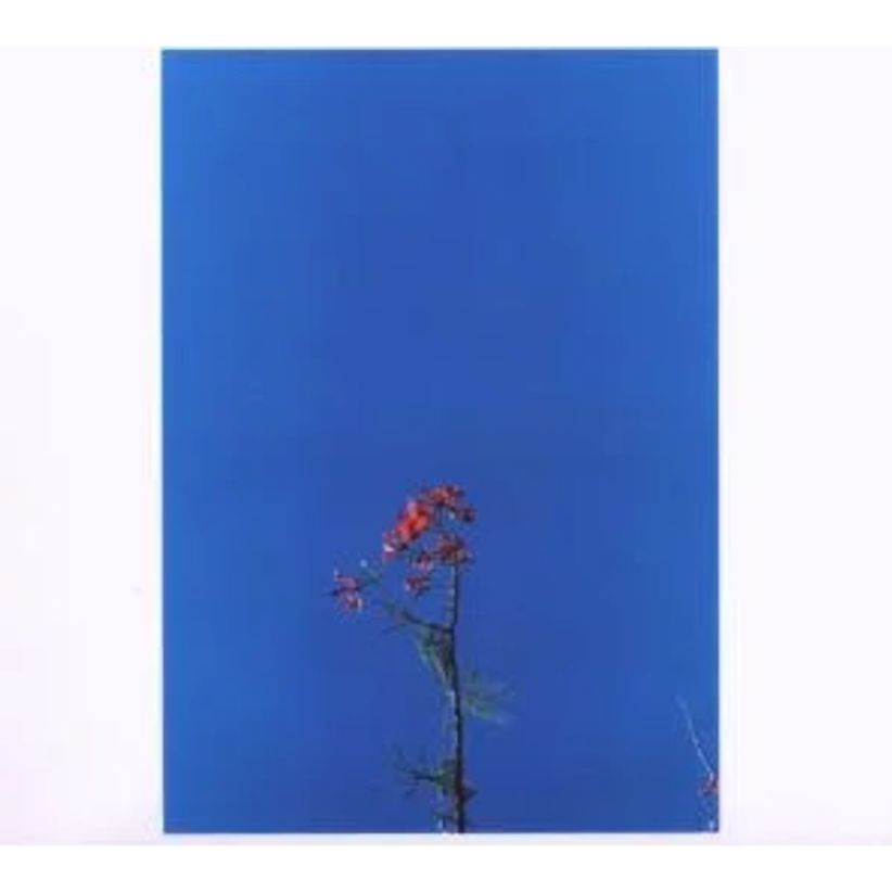 Joanna Newsom And The Ys Street Band Ep on CD