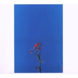 Joanna Newsom And The Ys Street Band Ep... 