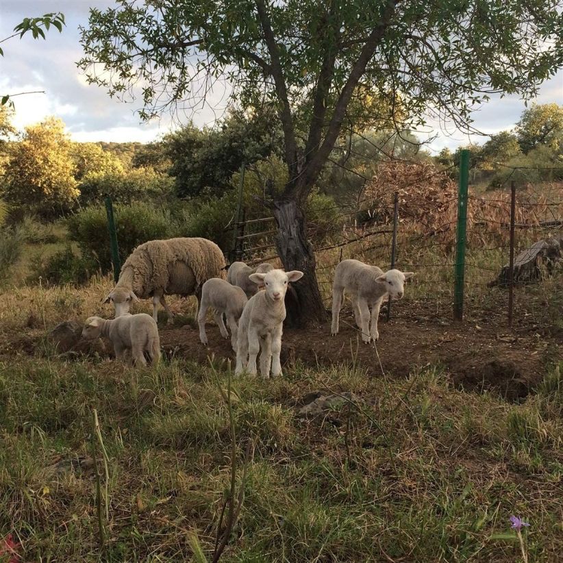 Josephine Foster - No Harm Done on CD