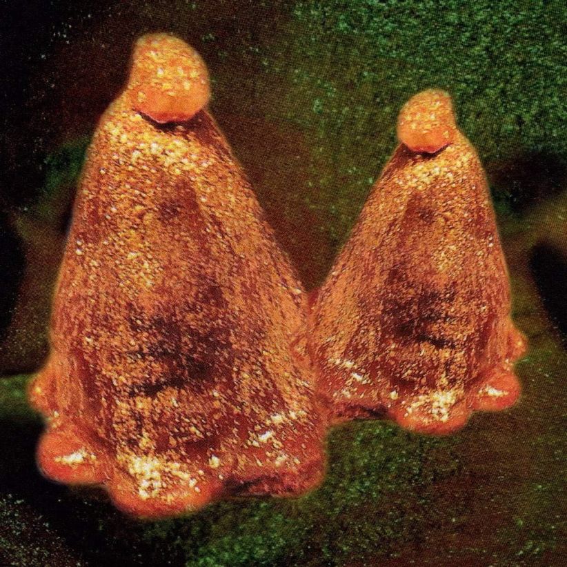 Black to Comm - Oocyte Oil & Stolen Androgens on CD