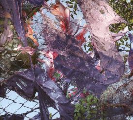 Kingdom - Tears in The Club... 