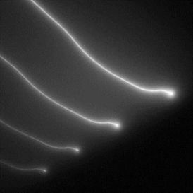 Elektro Guzzi - Parade... 