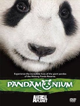 Pandamonium Part 1... 